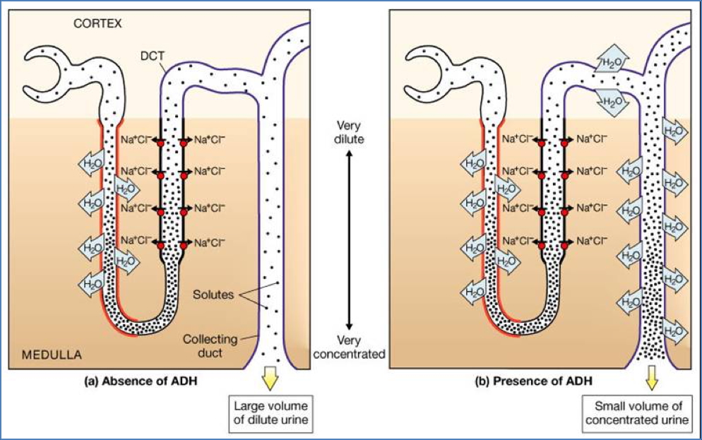 Anti-Diuretic Hormone