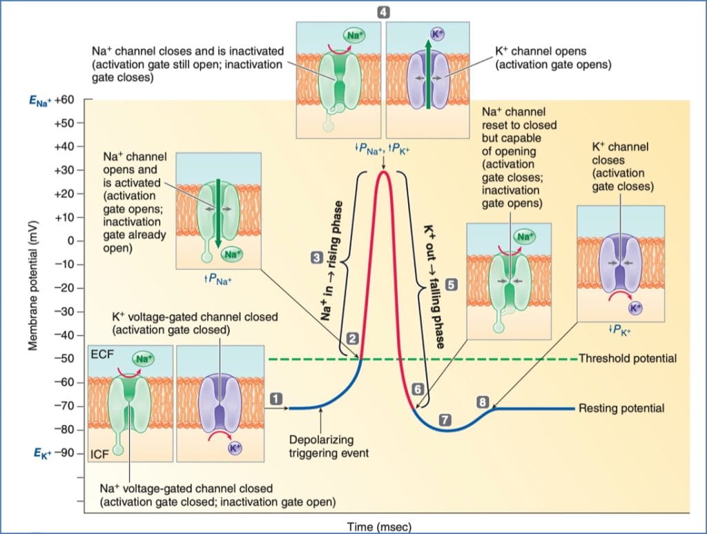 neuronal physiology - action potentials