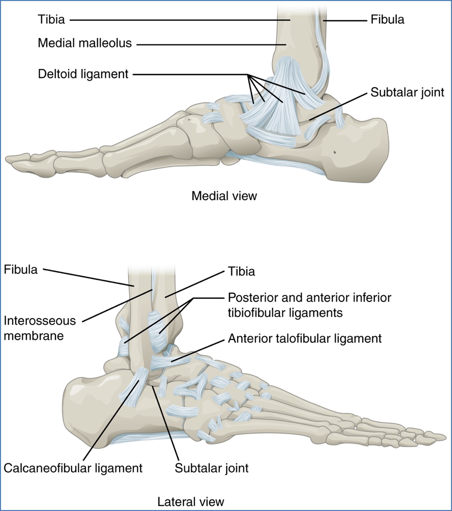 Lower Limb Joints - ankle