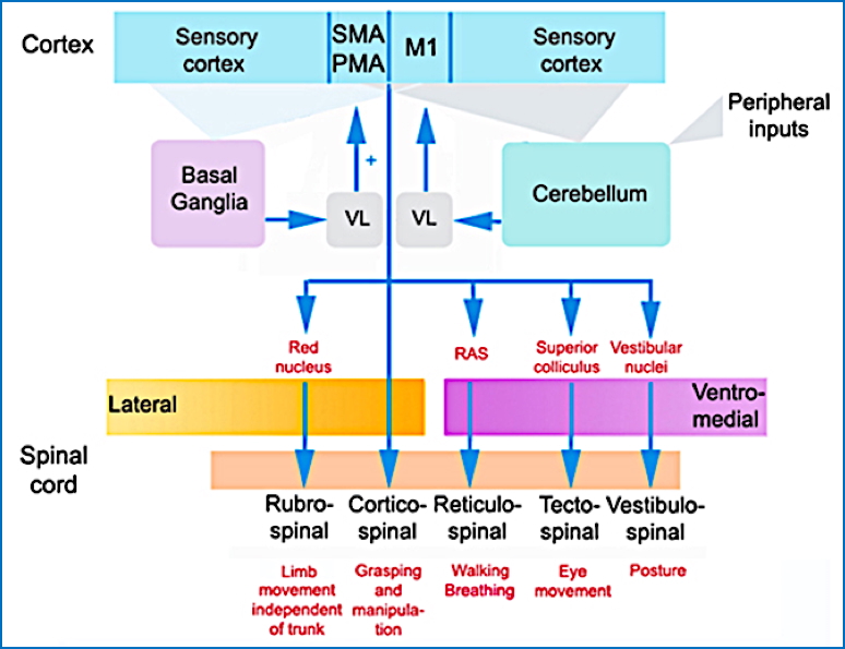 basal ganglia