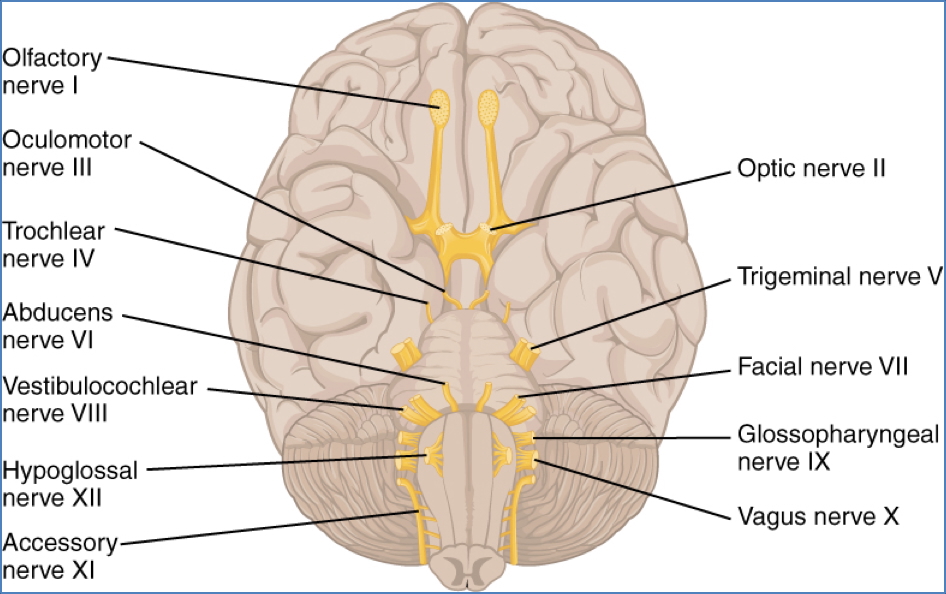 cranial nerves Ventral Brain