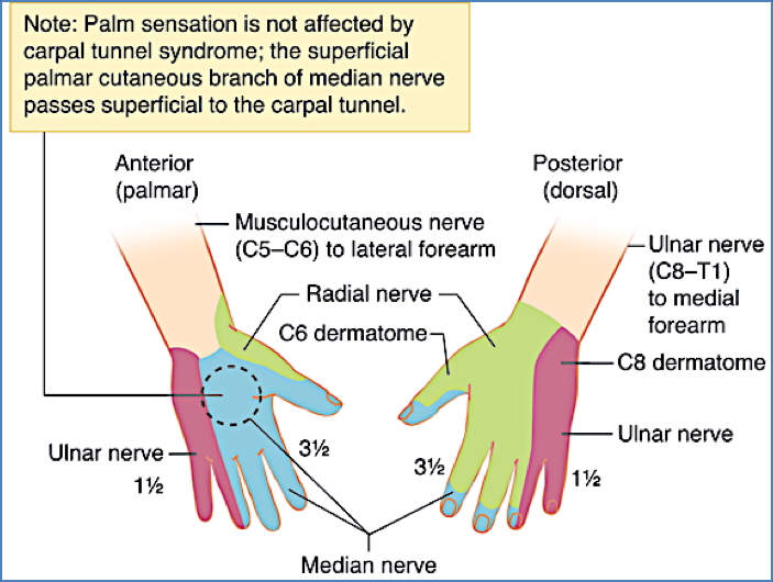 dermatomes