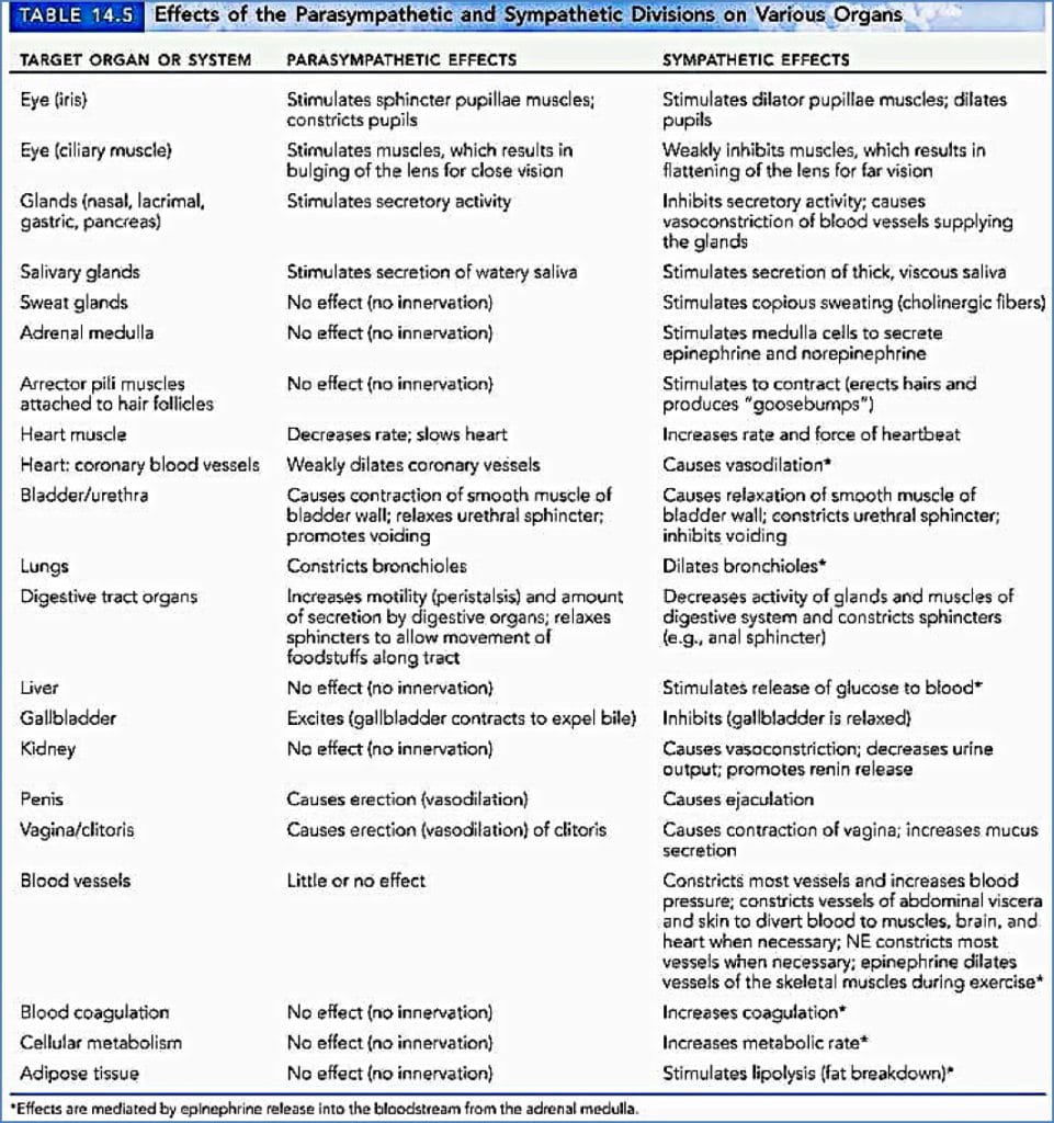 effects of the autonomic nervous system