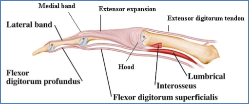 extensor expansion