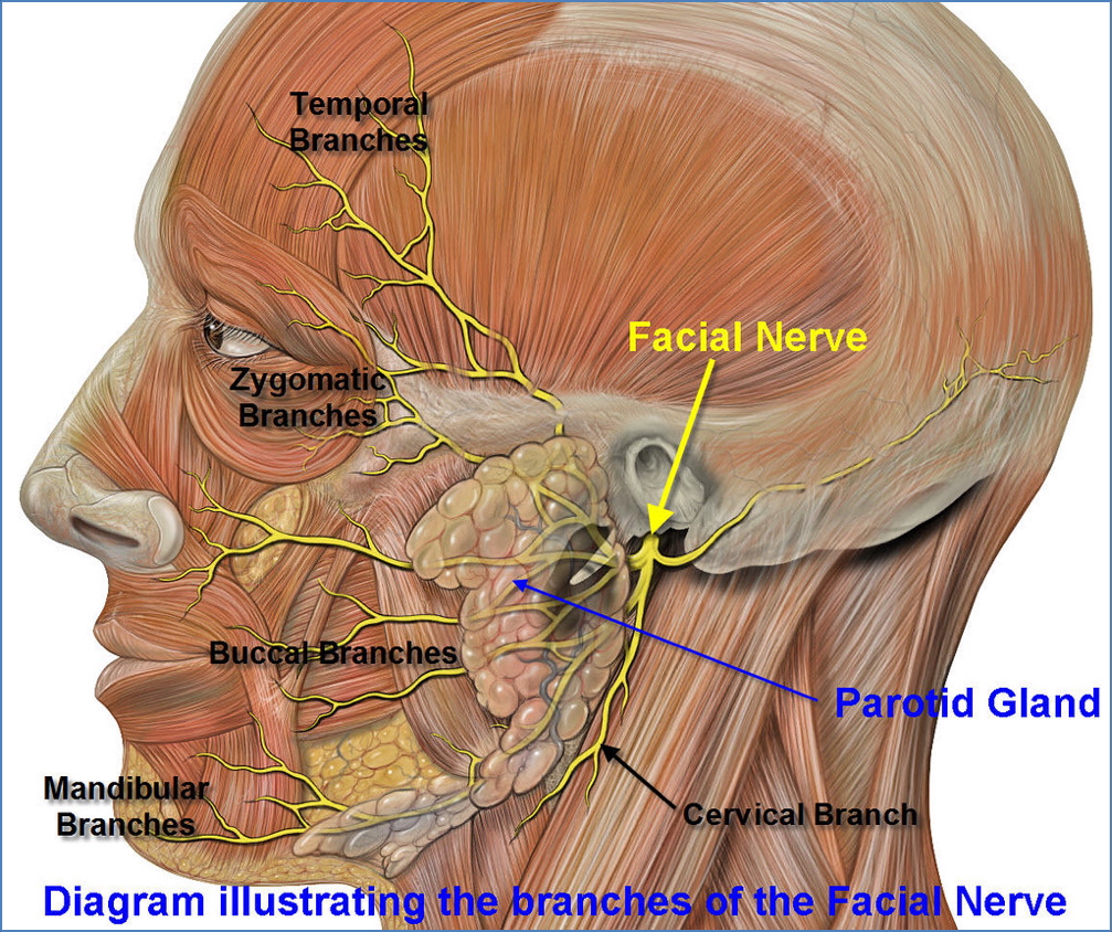 facial nerve