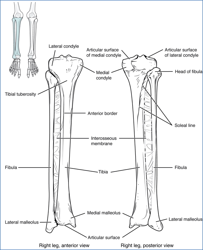 fibula