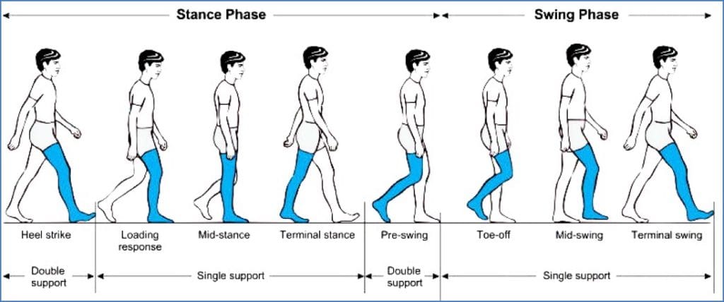 gait phases