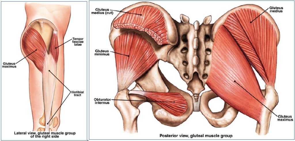 lower limb muscles - Gluteal region