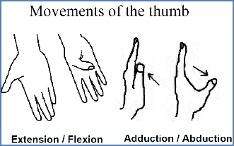 principles of biomechanics - hand movements