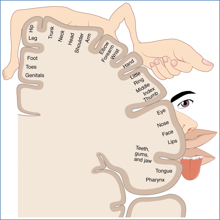 somatosensory cortex - homunculus