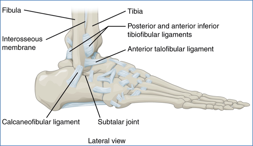 Lower Limb Joints - inf TibioFibular Joint