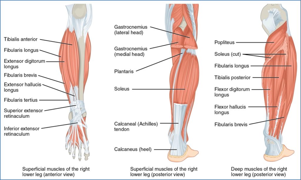 lower limb muscles - lower leg