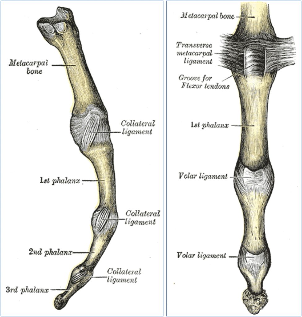 Interphalangeal joints