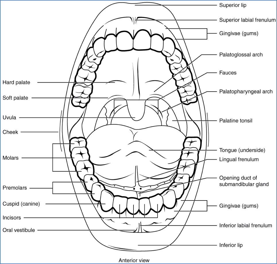 GI tract anatomy: mouth