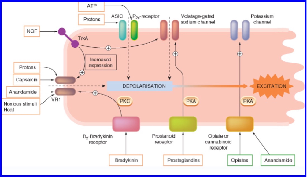 neurotransmitter receptors