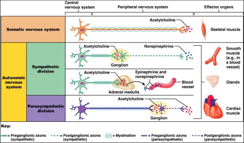 Autonomic Nervous System Physiology - neurotransmitters