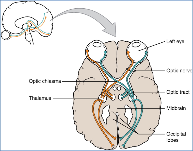 optic cranial nerve
