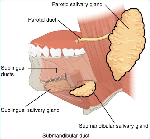 salivary glands