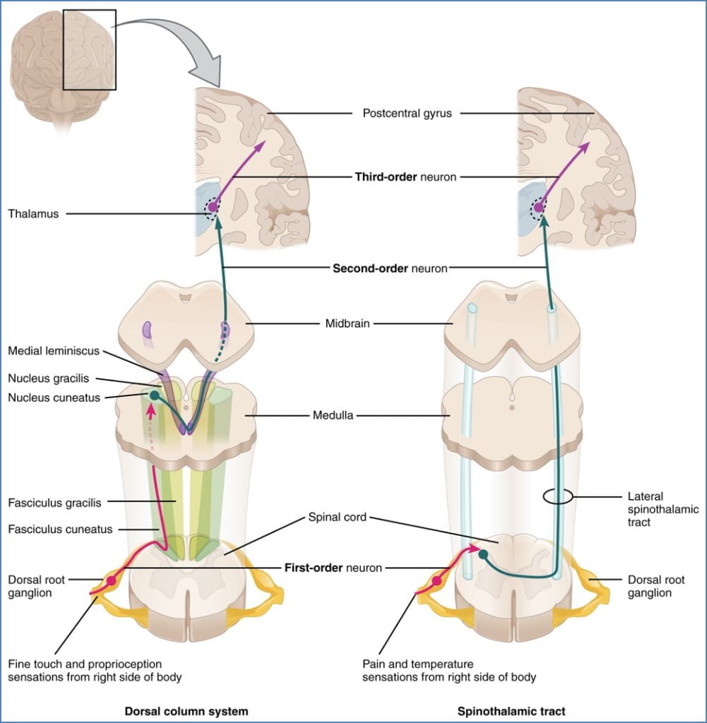 somatosensory pathways