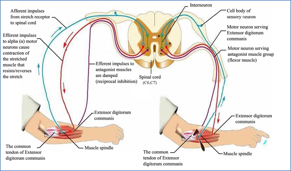 somatic reflexes