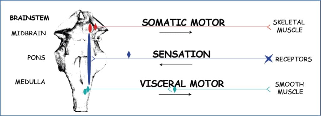 Cranial nerves - somatic sensory visceral 