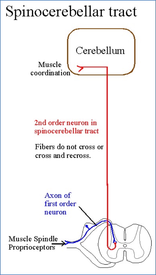 Somatosensory Pathways - SpinoCerebellar