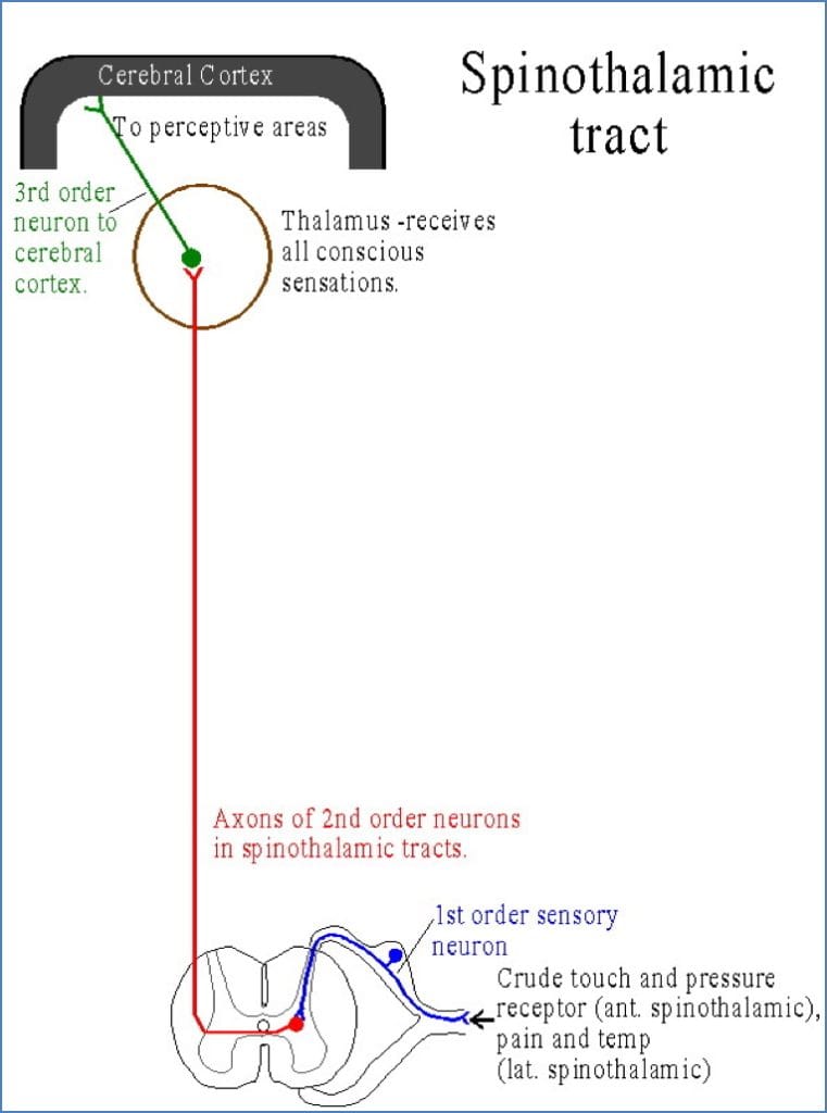 Somatosensory Pathways - spinothalamic