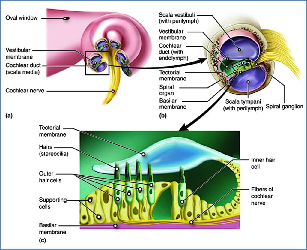 spiral organ of corti