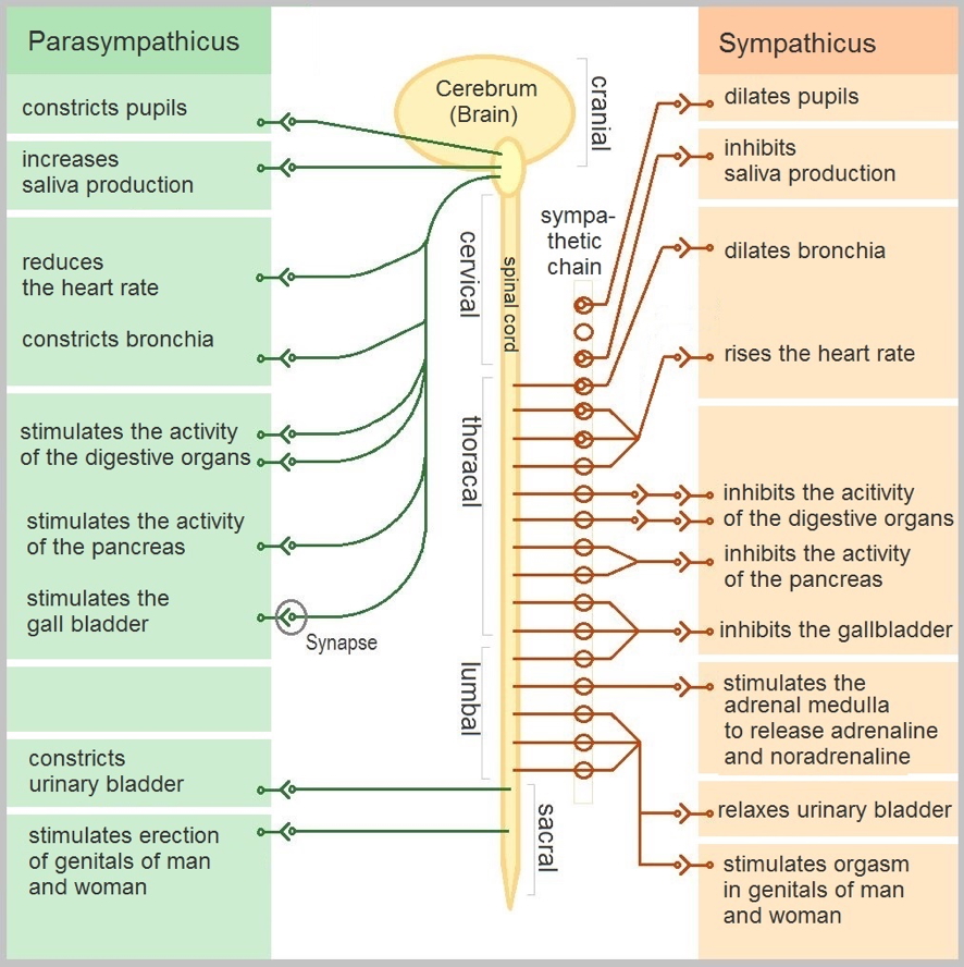 Autonomic Nervous System Anatomy - sympathetic & parasympathetic