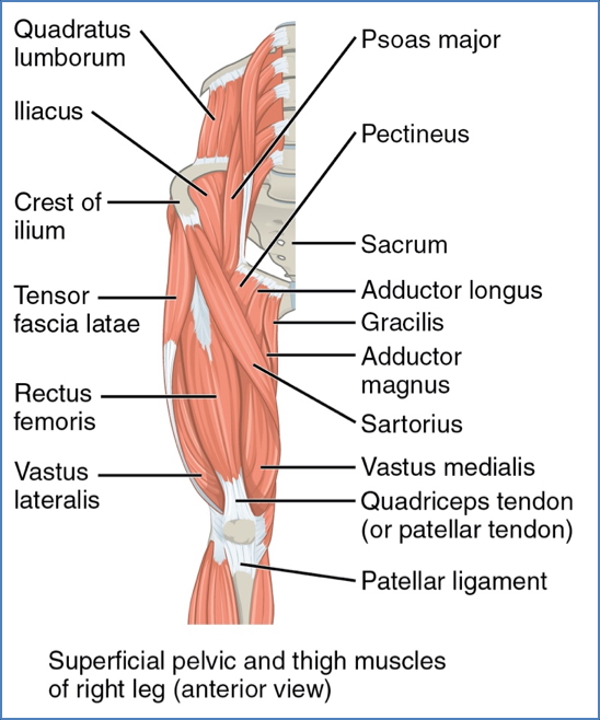 lower limb muscles - thigh muscles