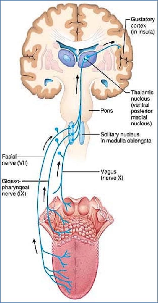 tongue innervation & gustation pathway