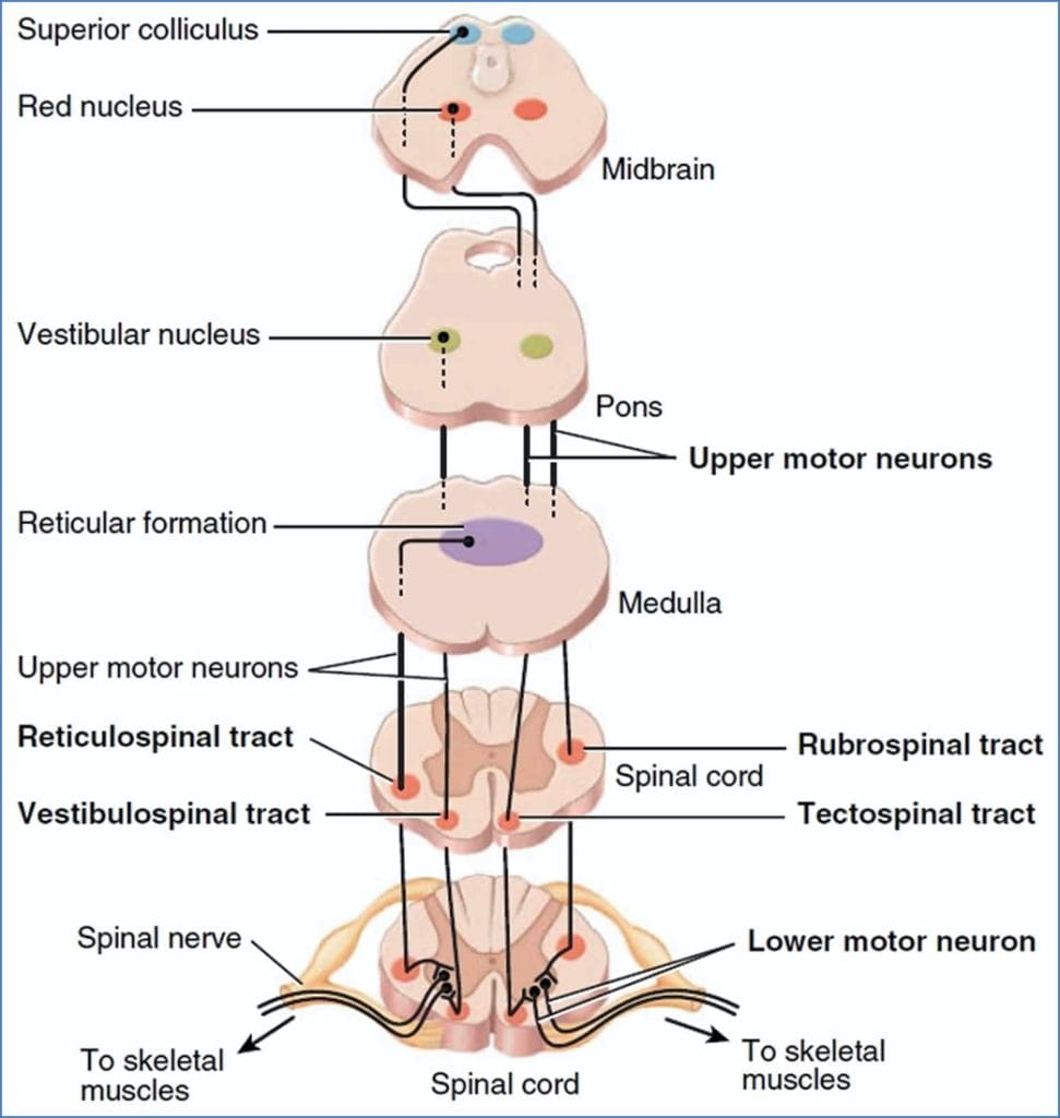 Motor pathways - ventromedial