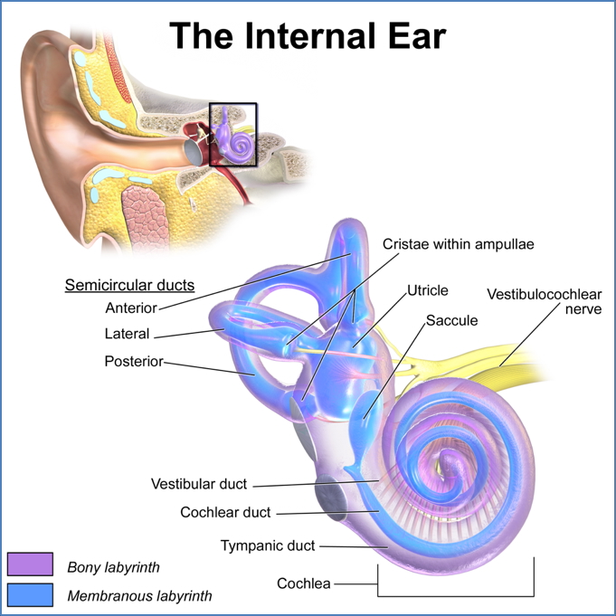 vestibulocochlear cranial nerve