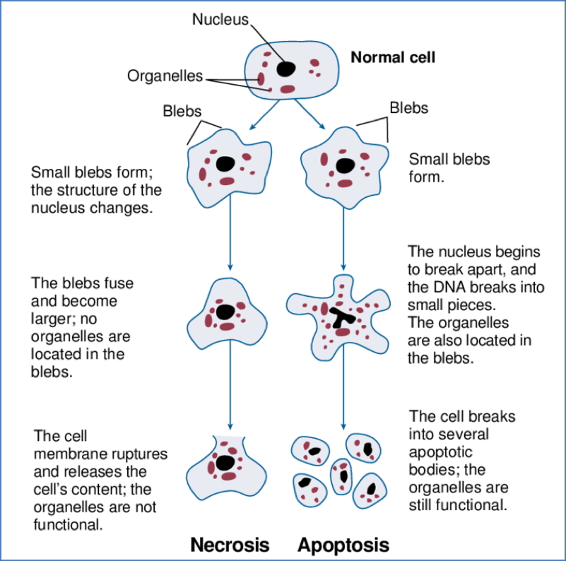 Apoptosis Definition Cell Ageing and Cancer | Cell Biology | MedStudentNotes