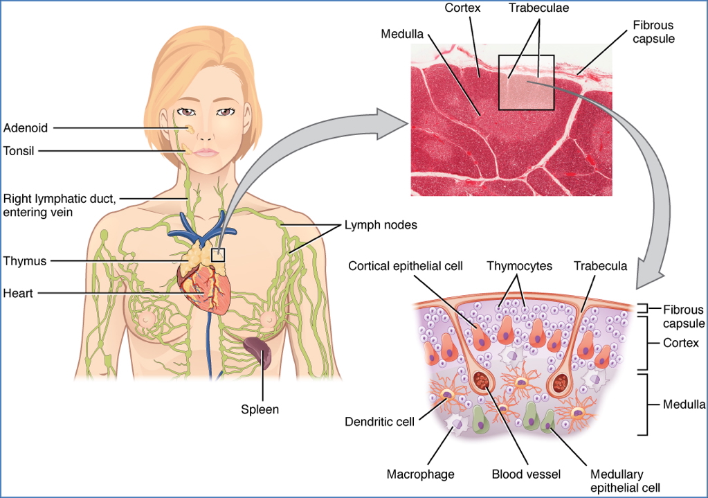1- Primary Lymphoid Organs