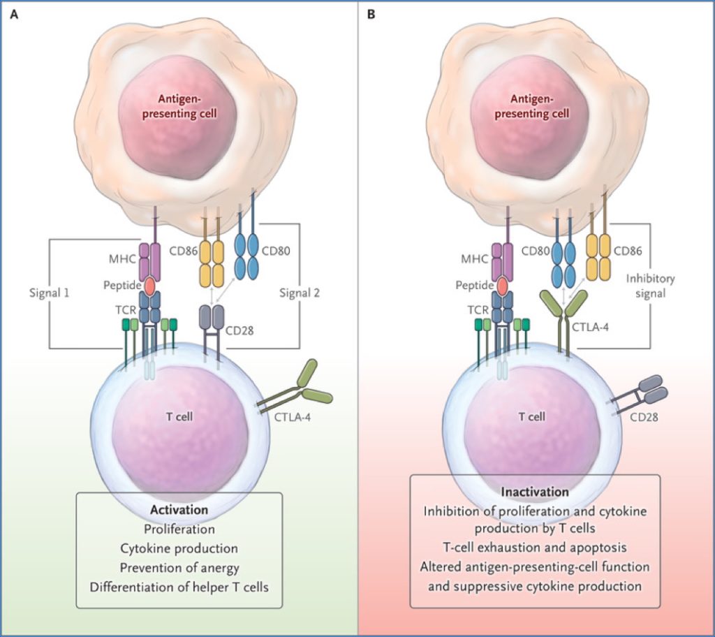 2- ACQUIRED IMMUNOLOGICAL TOLERANCE