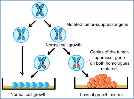 2- Loss of Tumour Suppressor Genes