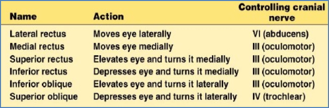  Testing Extraocular Muscles