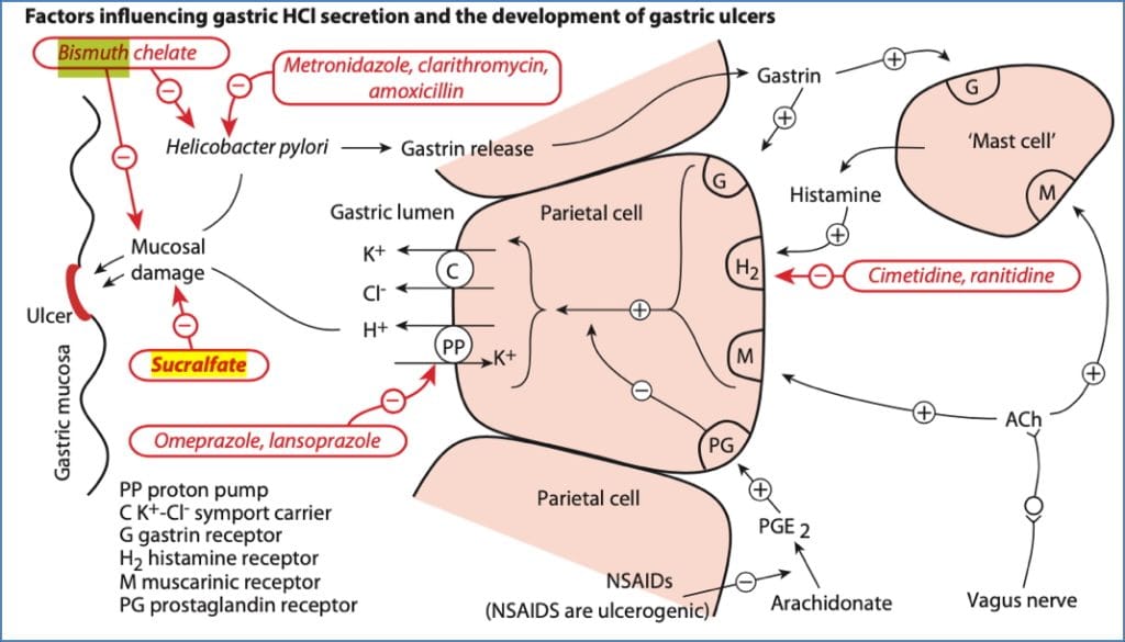 3 Mucosa Cytoprotective Agents
