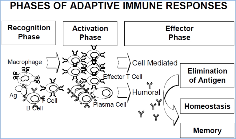 3 Phases of Adaptive Immune System