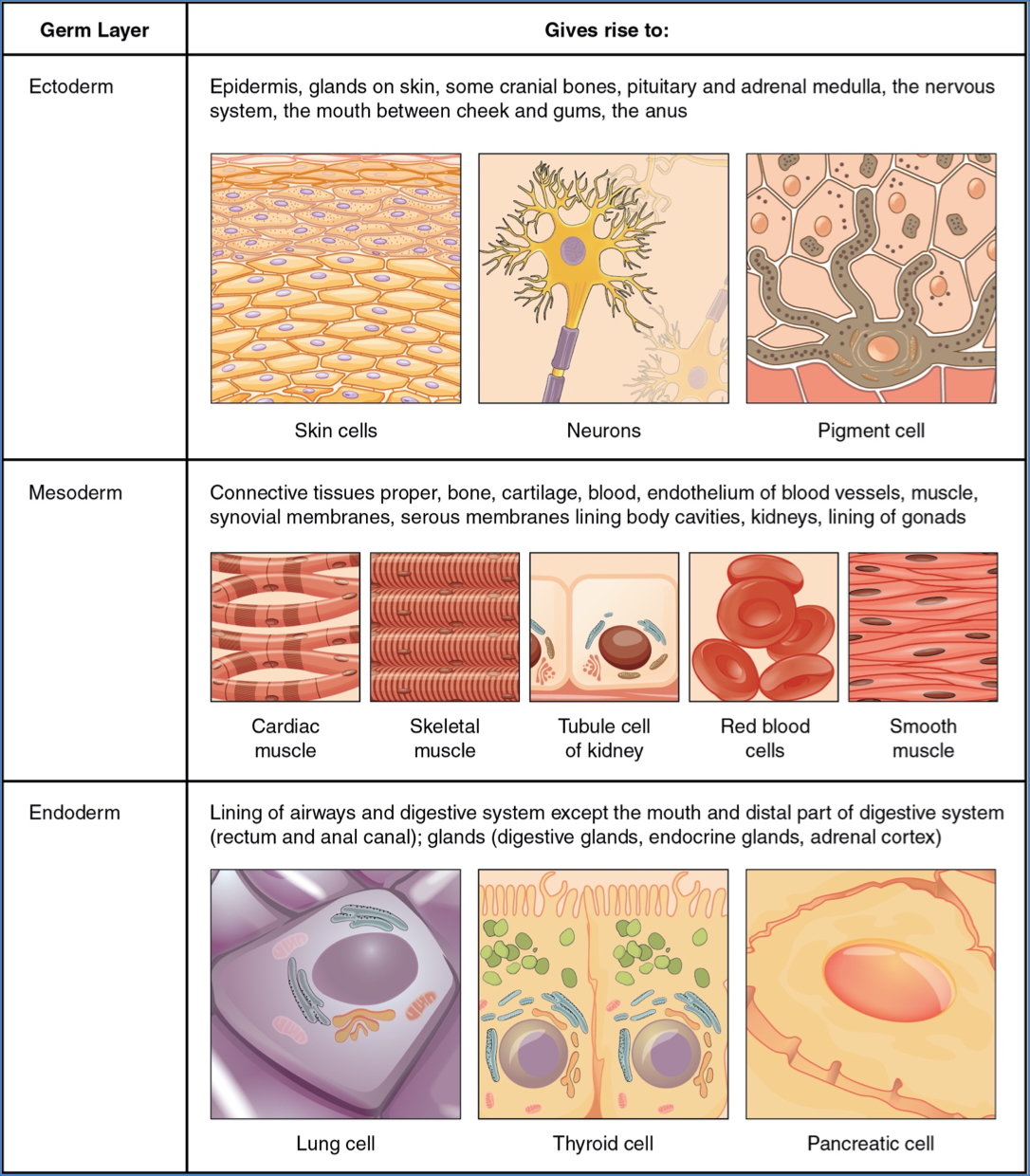 3 Primary Germ Layers
