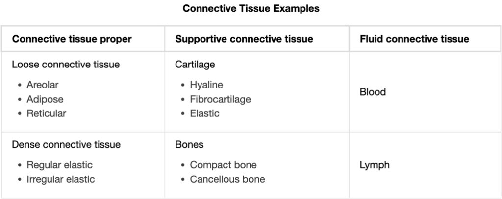 4 Classes of Connective Tissue