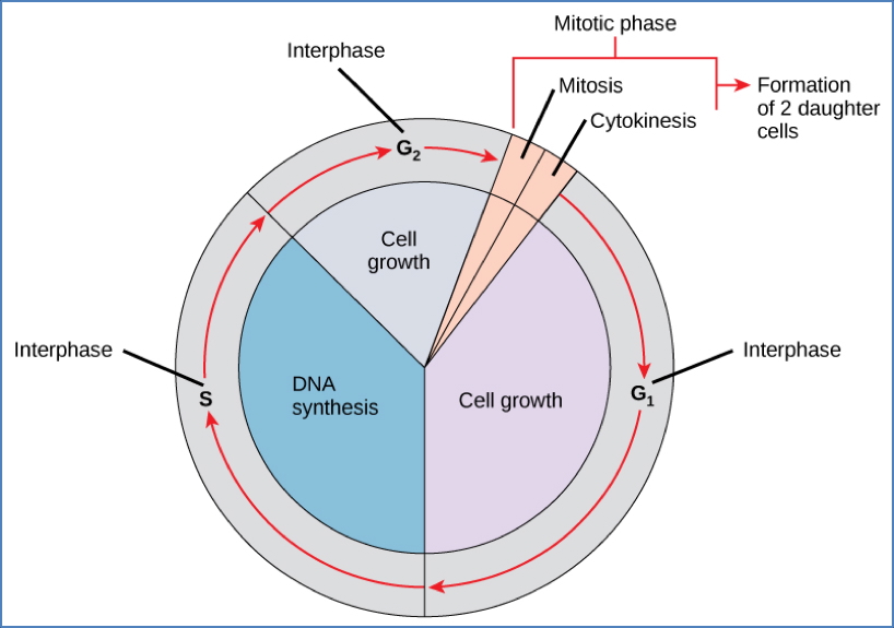 4 Phases of the Cell Cycle