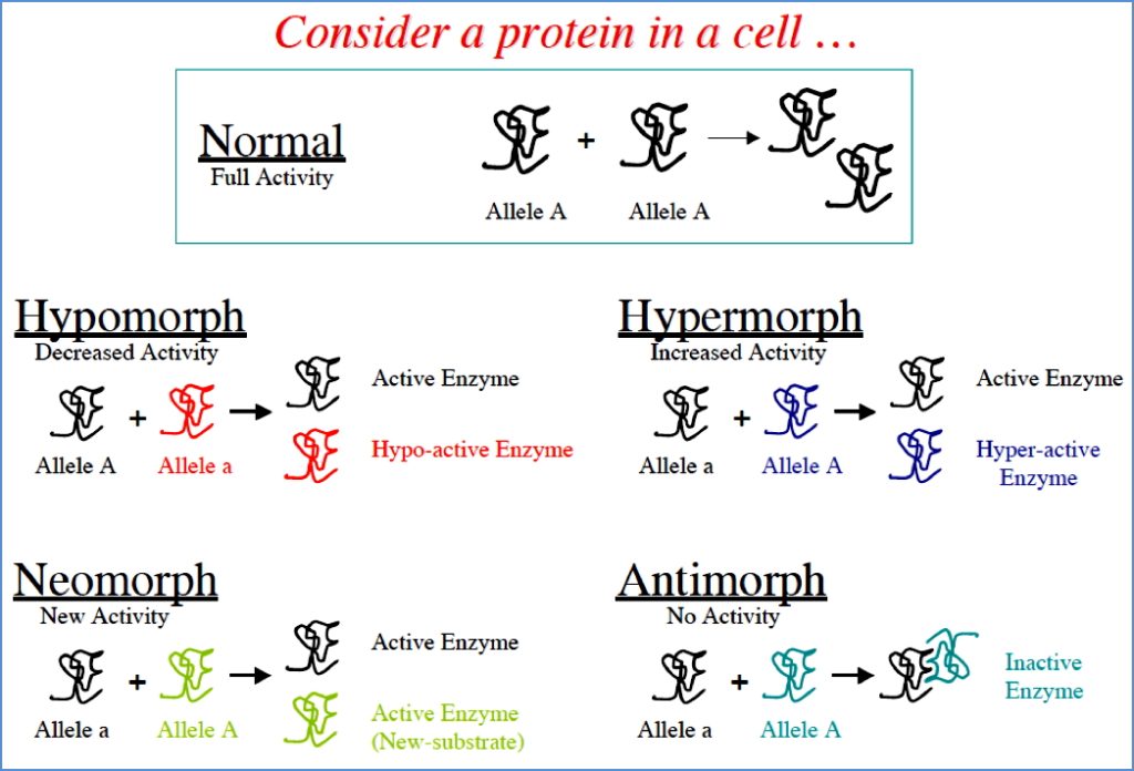4 Types of Mutant Alleles