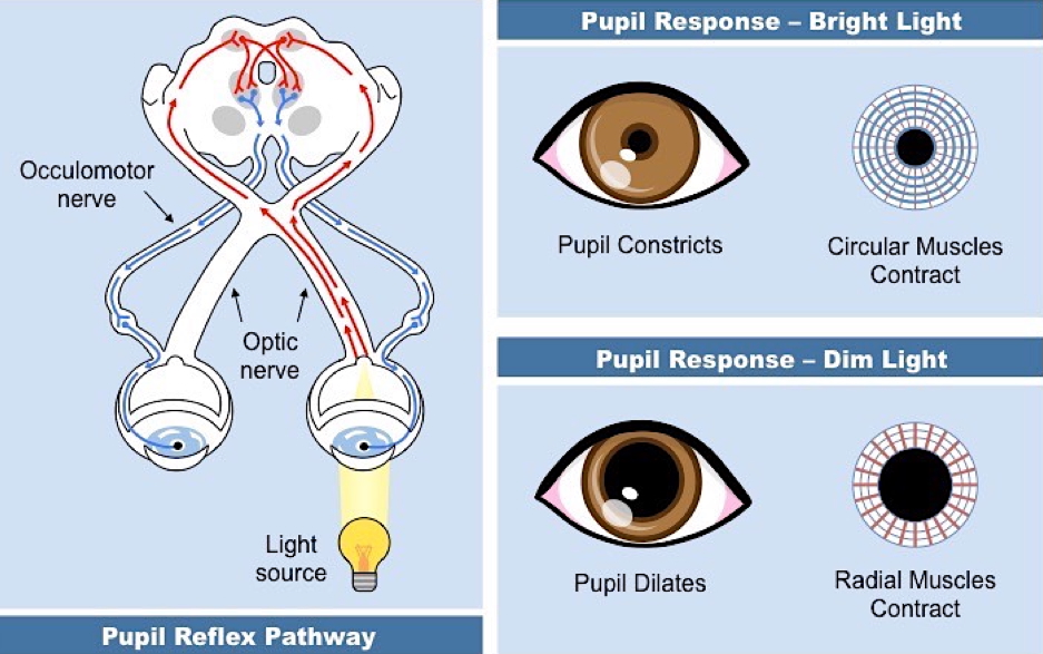 Pupillary Reflexes