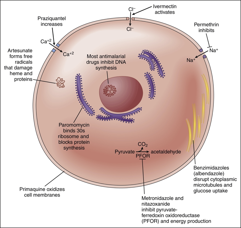 ANTIPARASITIC DRUGS