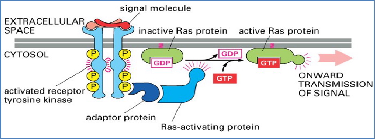 regulation of cell fate: Activation of Ras