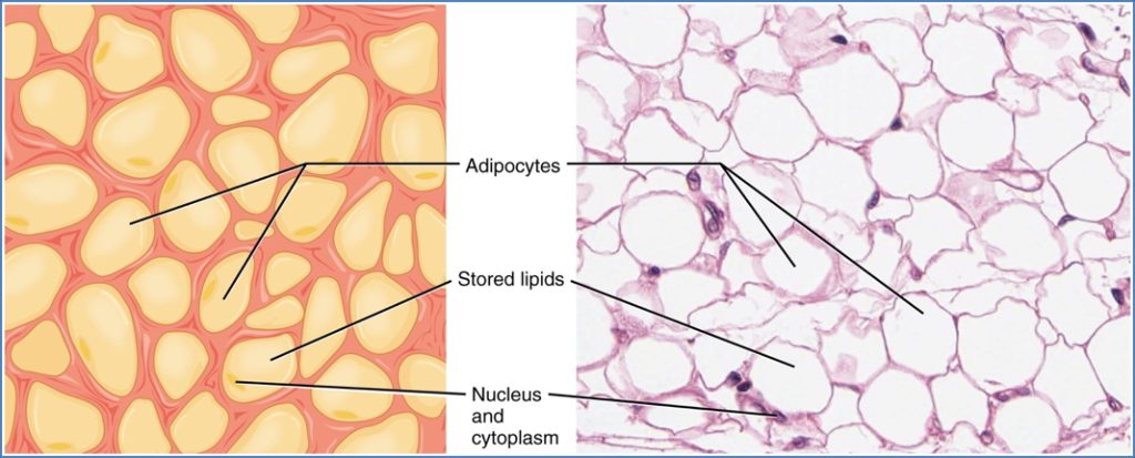 Adipose Connective Tissue