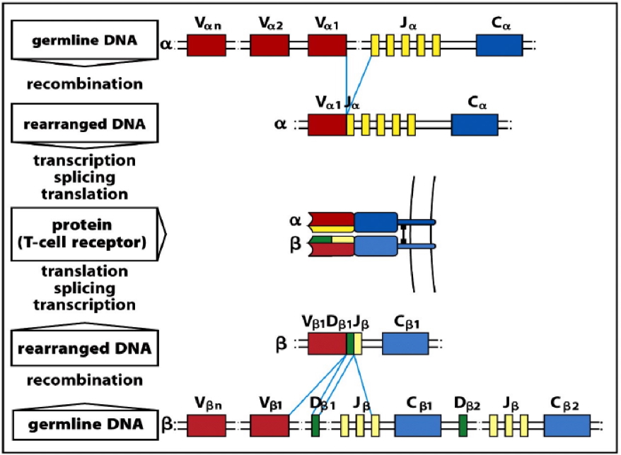 Ag-Receptor Gene Rearrangement