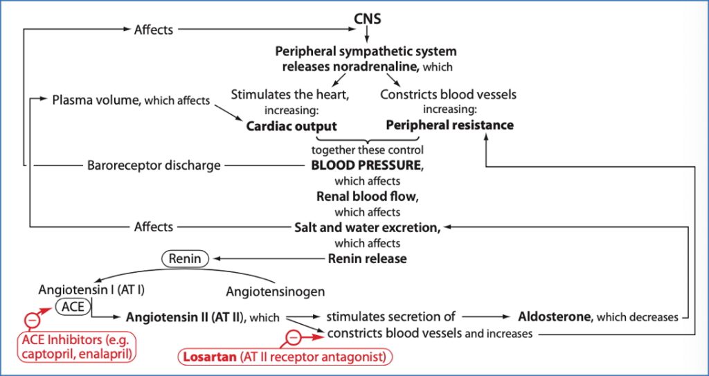antihypertensive drugs: Angiotensin-II Receptor Antagonists
